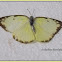 The Lemon Emigrant  Butterfly