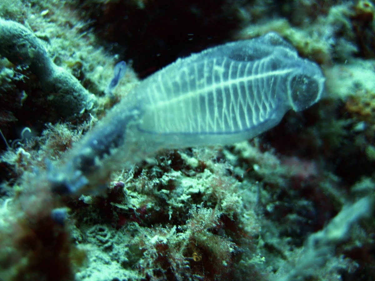 ascidians