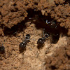 Unknown Ants