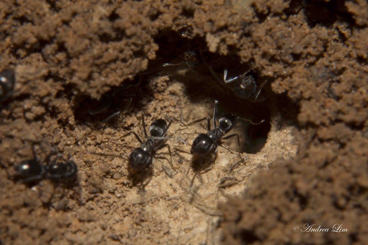 Unknown Ants