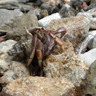 Caribbean Hermit Crab