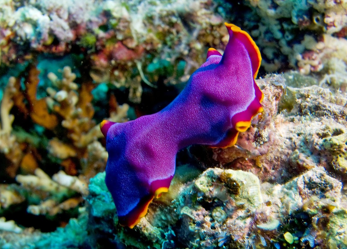 Fuchsia Flatworm