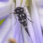 White-spotted Pintail Beetle