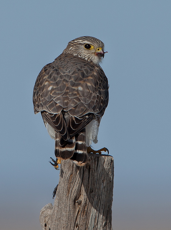 Merlin