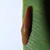 Rubrini Leafhopper