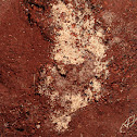 Red ant nest