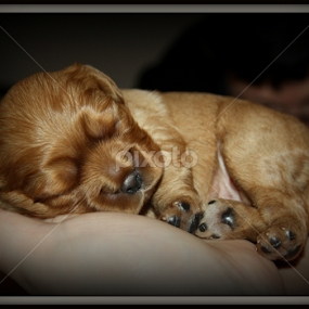 by Áslaug Stefánsdóttir - Animals - Dogs Puppies
