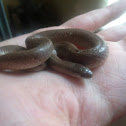 Western Smooth Earth snake