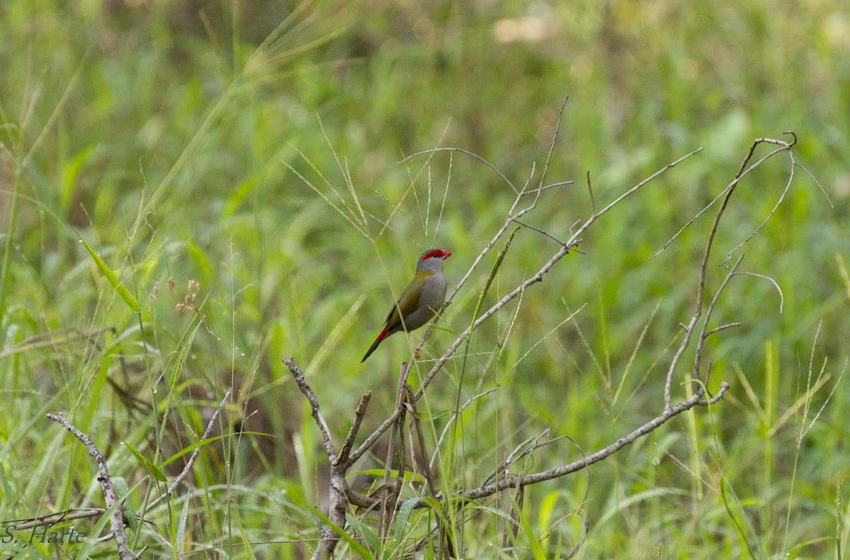 Red-browed Finch