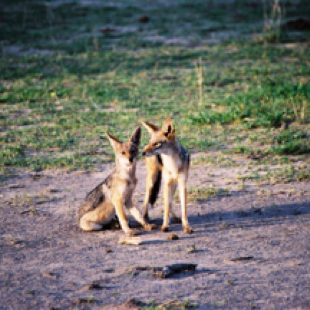 Black-backed Jackal