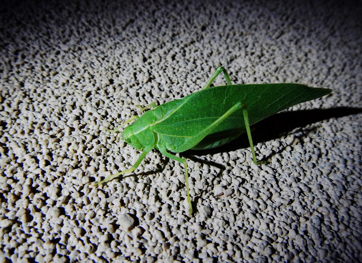Katydid Green Grasshopper