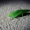 Katydid Green Grasshopper