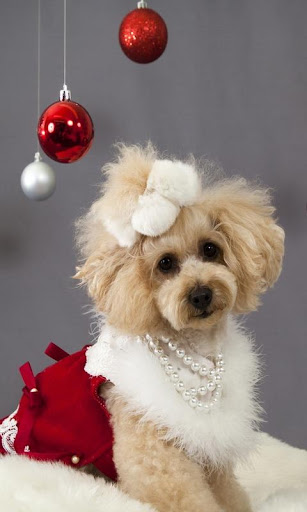 Christmas Dogs Cats wallpaper