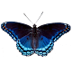 Butterfly simulator APK