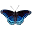 Butterfly simulator Download on Windows