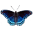 Descargar Butterfly simulator APK para Windows