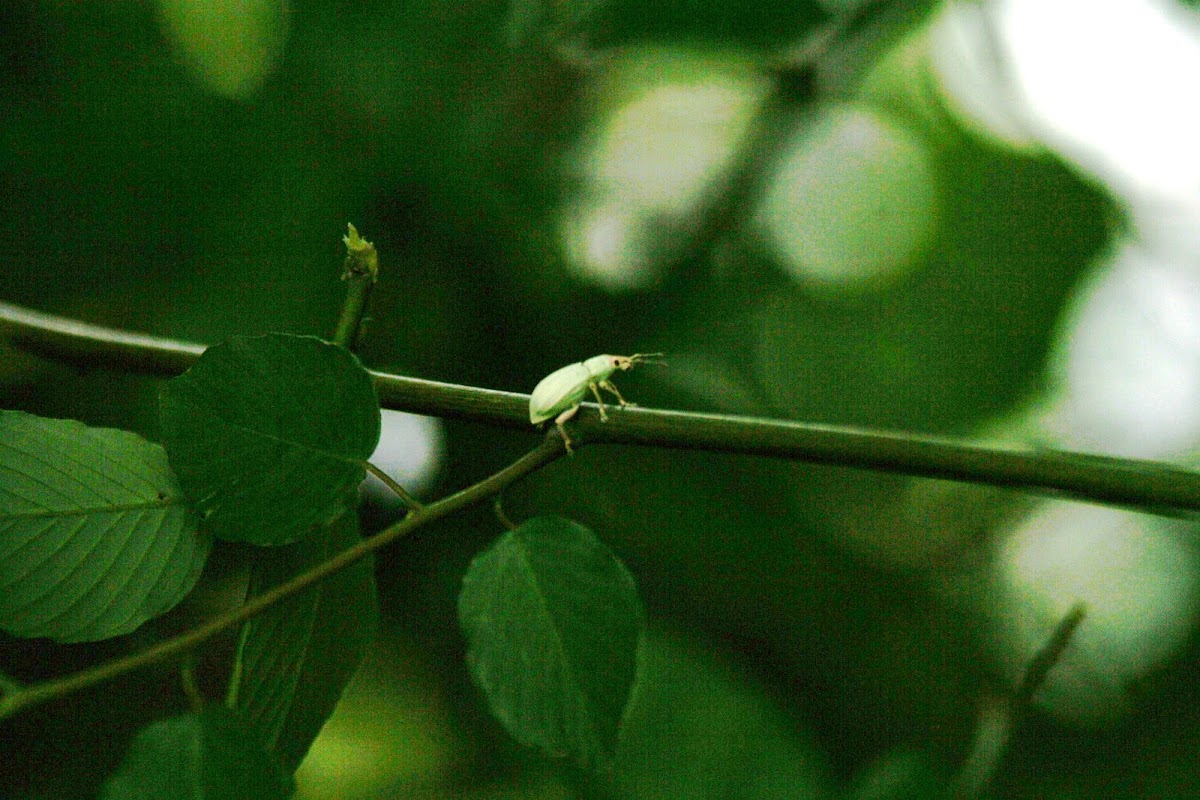 White weevil