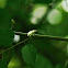 White weevil