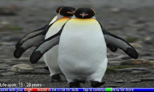 Penguins of Antarctica FREE - náhled