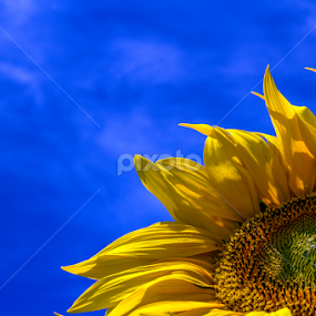 Azul by Luis Reininho - Flowers Single Flower