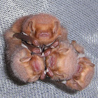 Eastern Red Bat juveniles