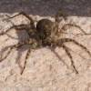 Wolf Spider