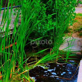 Bridge To Life by Julia Arredondo - Nature Up Close Other Natural Objects