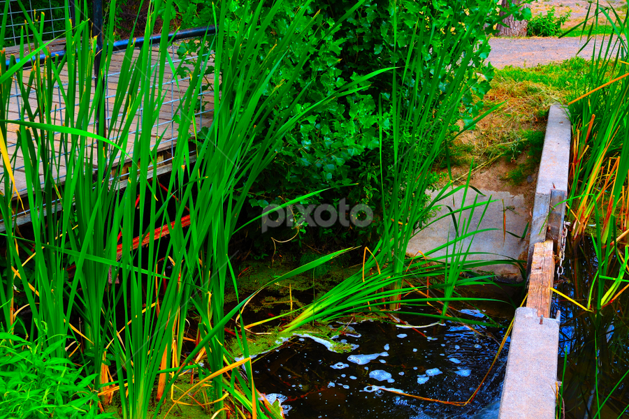 Bridge To Life by Julia Arredondo - Nature Up Close Other Natural Objects