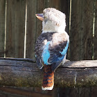 Blue-winged Kookaburra (female)