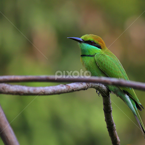 by Prithwish Mondal - Animals Birds