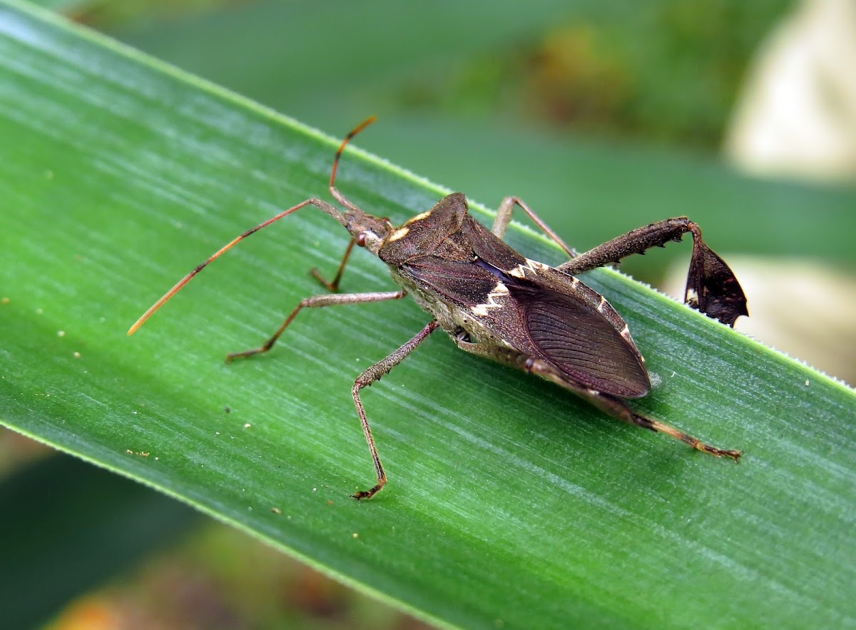LeafFooted Bug Project Noah