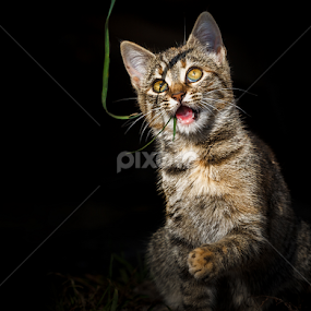 My cats by Hamos Gyozo - Animals - Cats Playing