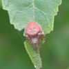 Orb Weaver Spider