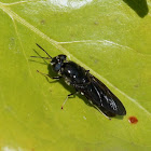 Black Soldier Fly