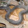 Plainbelly Water Snake