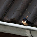 Barn Swallow / Rauchschwalbe