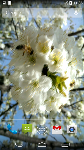 Spring Bee