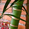 Lucky Bamboo