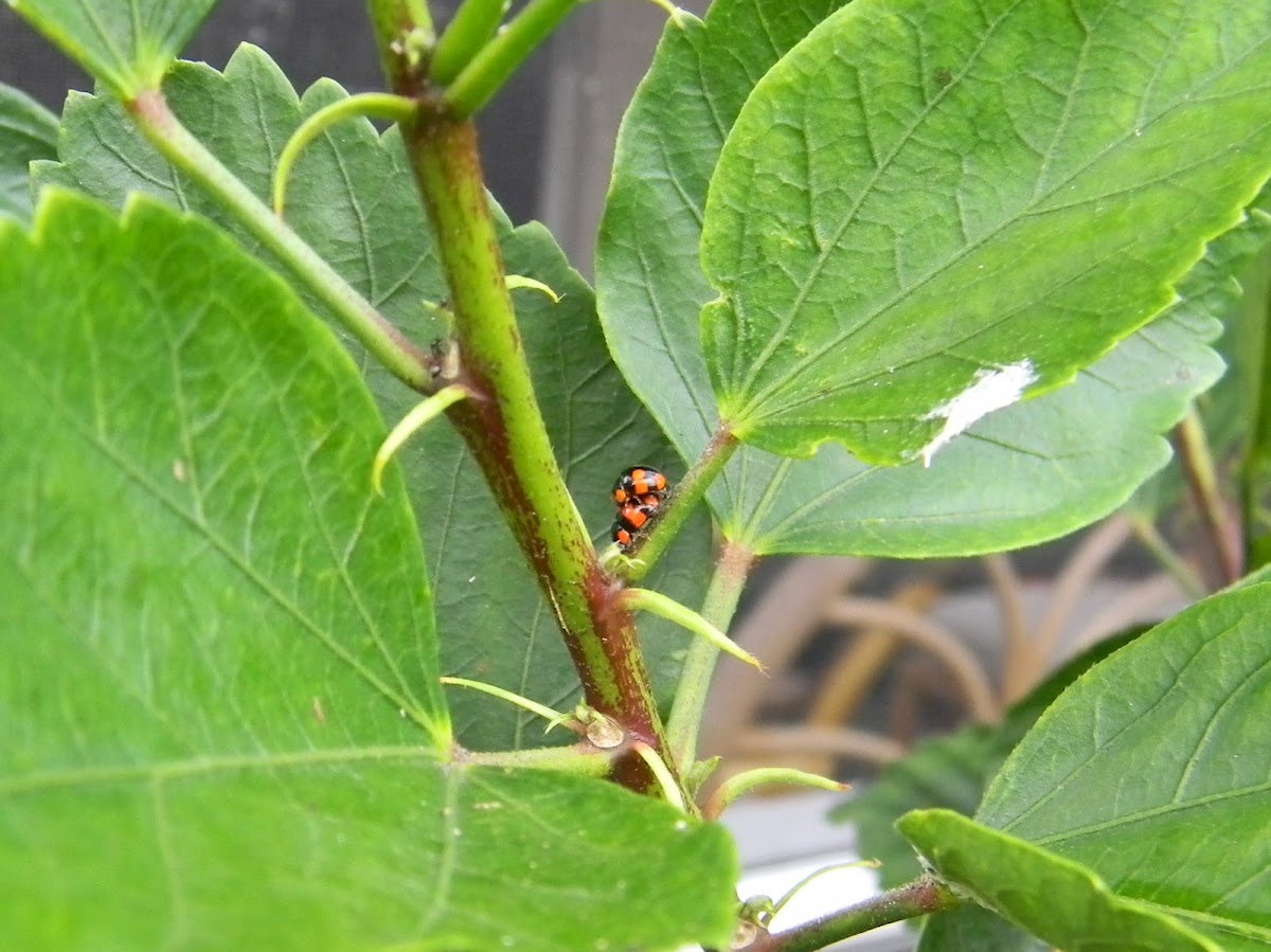 Lady Beetle