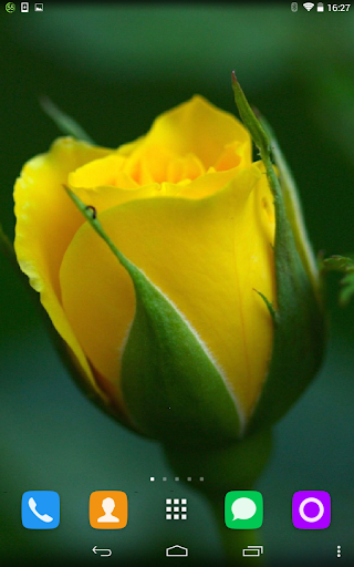 Yellow Rose Live Wallpaper