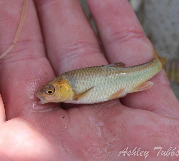 Proserpine Shiner Project Noah