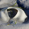Moon Snail Egg