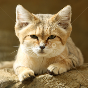 Sand Cat by Owen Taylor - Animals Other Mammals