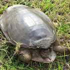 Softshell Turtle