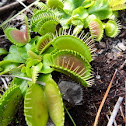 Venus Flytrap