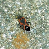 Common Milkweed Bug