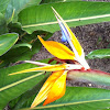 Bird of Paradise