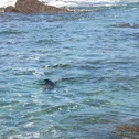 Seal near Iquique beach