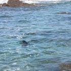 Seal near Iquique beach