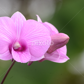 Vanda by Cesar Cambay - Flowers Flower Gardens